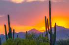USA-Arizona-Saguaro National Park Sonoran Desert and mountains at sunset Art Print
